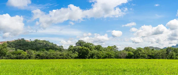 Panorama Landschaft Ansicht Von Grünem Gras Feld Agent Blauer Himmel — Stockfoto