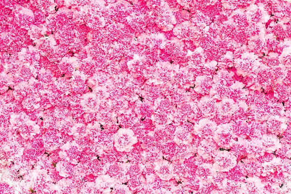 美しいピンクのカーネーションの花 カーネーションの花のピンクの花の背景 — ストック写真