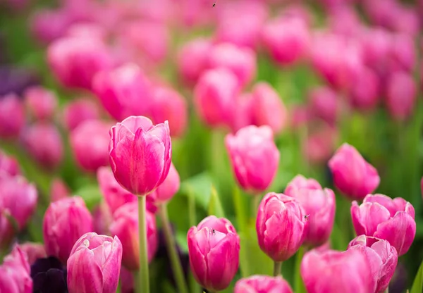 Fermer Fleurs Tulipes Roses Fleurissant Dans Jardin Printanier — Photo
