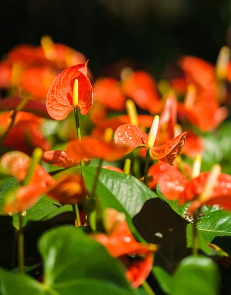 庭に緑の葉を持つオレンジアンスリウムの花やフラミンゴの花 — ストック写真