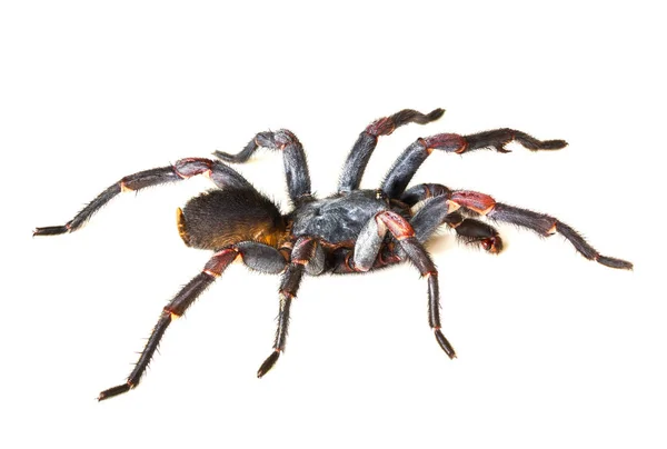 Asian Species Spider Tarantula Scientific Name Haplopelma Minax Theraphosidae Haplopelma — Stock Photo, Image