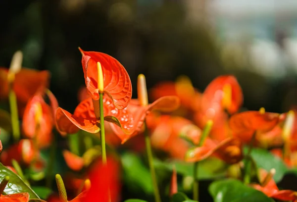 Orangenblüte Oder Flamingoblume Mit Grünen Blättern Garten — Stockfoto