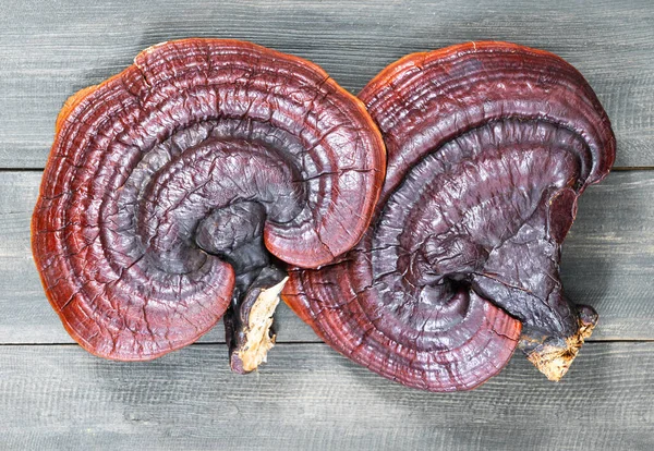 Großaufnahme Von Ling Zhi Pilz Ganoderma Lucidum Pilz Auf Holzboden — Stockfoto