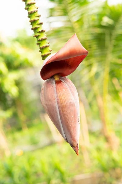 Bananblomma Och Omogna Frukter Ett Träd Trädgården — Stockfoto