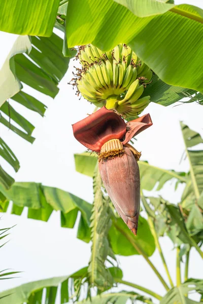 Bananenblüte Und Unreife Früchte Auf Einem Baum Garten — Stockfoto