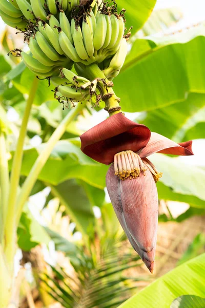 香蕉花和未成熟的果实在花园里的一棵树上 — 图库照片