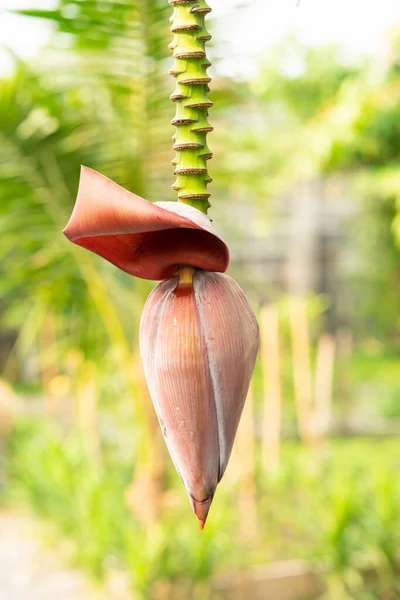 Flor Plátano Frutas Inmaduras Árbol Jardín — Foto de Stock