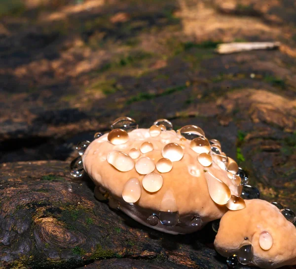 Baby Lingzhi Paddenstoel Reishi Paddenstoel Hout Het Bos — Stockfoto