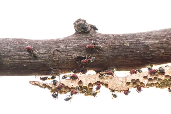 Close Wasp Wasp Nest Eggs Larvae White Background — Stock Photo, Image