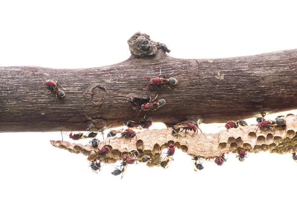 Gros Plan Nid Guêpes Guêpes Avec Des Œufs Des Larves — Photo