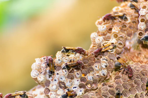 蜂窝和蜂窝与自然界中的卵和幼虫的近距离接触 — 图库照片