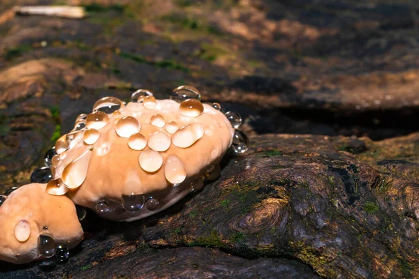 Baby Lingzhi Paddenstoel Reishi Paddenstoel Hout Het Bos — Stockfoto