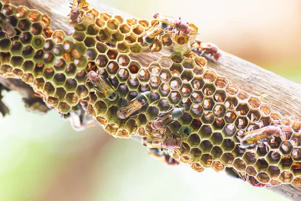 蜂窝和蜂窝与自然界中的卵和幼虫的近距离接触 — 图库照片