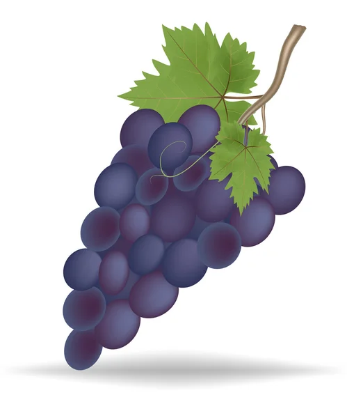 Bunch of ripe black grapes on white,Vector illustration — Stock Vector