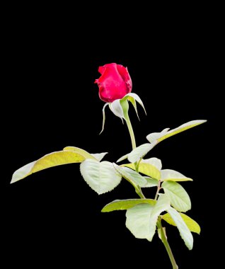 siyah üzerine kırmızı gül