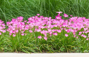 Pembe yağmur lily çiçek