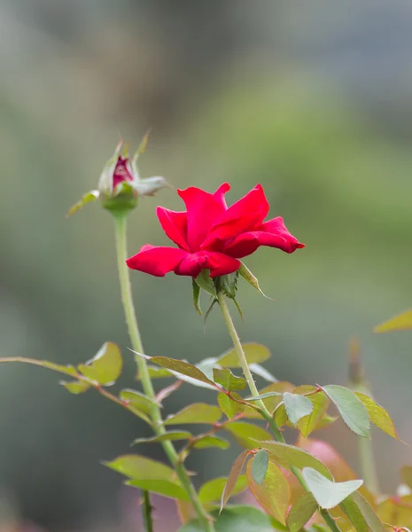 Rosa roja en el jardín —  Fotos de Stock