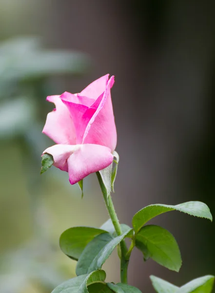 Rote Rose im Garten — Stockfoto