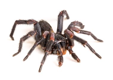 Tay Tarantula (Haplopelma albostriatum)