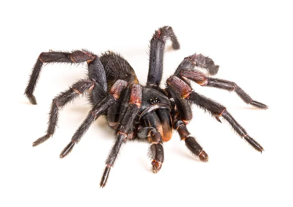 Thailändische Vogelspinne (haplopelma albostriatum)) — Stockfoto