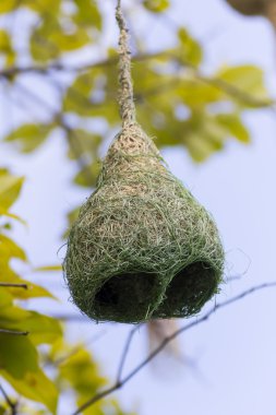 Baya weaver kuş yuva ağaç üzerinde şube 