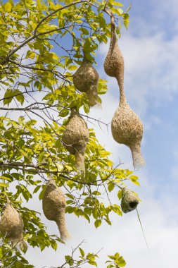 Baya weaver kuş yuva ağaç üzerinde şube 