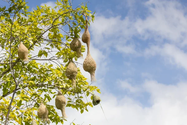 Baya tejedor pájaro nido rama en árbol —  Fotos de Stock