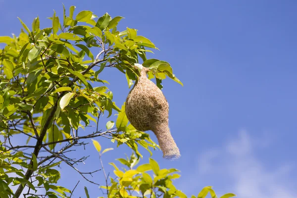 Baya weaver πουλί φωλιά υποκατάστημα στο δέντρο — Φωτογραφία Αρχείου