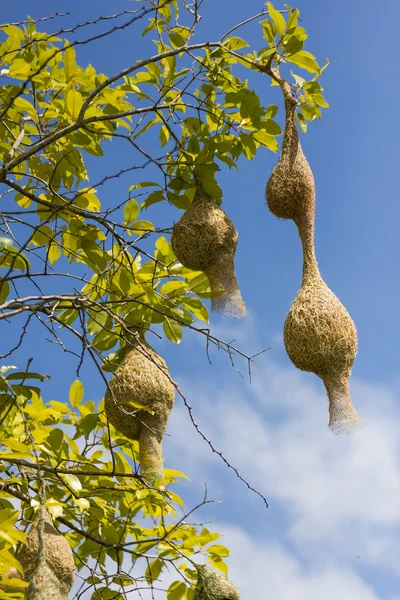 Baya tejedor pájaro nido rama en árbol —  Fotos de Stock