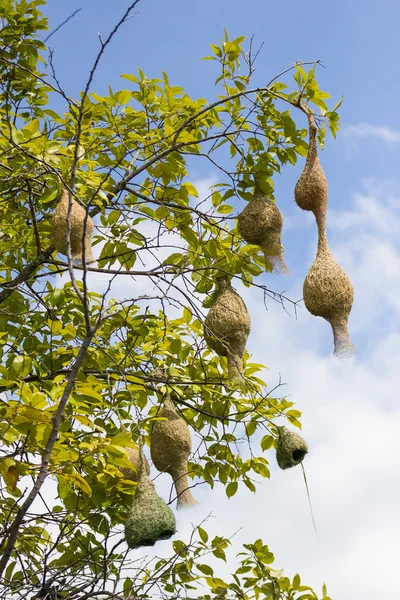 Baya tejedor pájaro nido rama en árbol —  Fotos de Stock