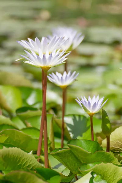 White lotus flower with nature in the pond — Stock Photo, Image