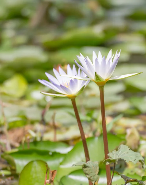 White lotus flower with nature in the pond — Stock Photo, Image