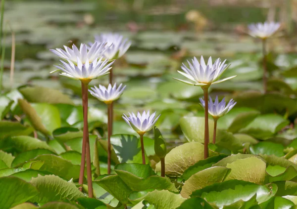 White lotus flower with nature in the pond — Stock Photo, Image