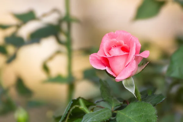 Rosa Rosenblüte — Stockfoto