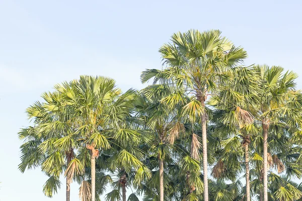 View of palm trees — Stock Photo, Image