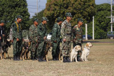Savaş eğitim köpekleri