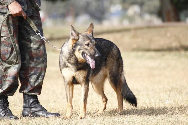 Εκπαίδευση σκύλων του πολέμου — Φωτογραφία Αρχείου