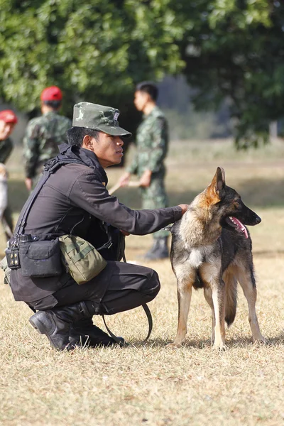 Savaş eğitim köpekleri
