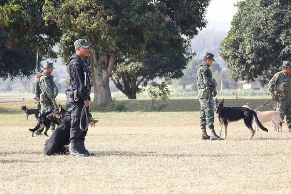 Training Dogs of War — Stock Photo, Image