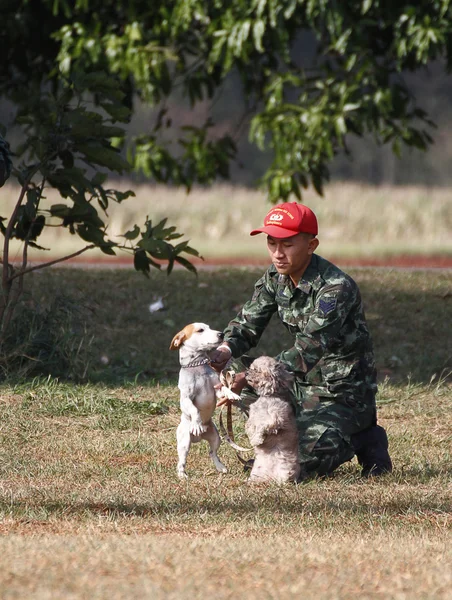 Képzés kutyák háború — Stock Fotó