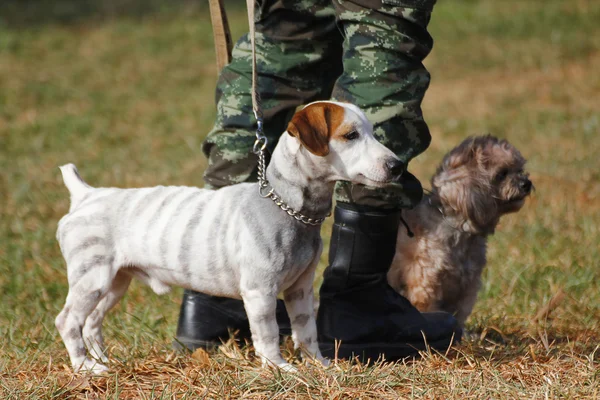 Chiens d'entraînement de la guerre — Photo