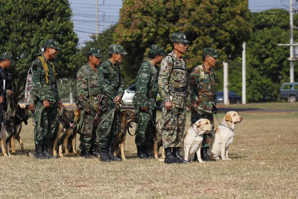 Savaş eğitim köpekleri — Stok fotoğraf