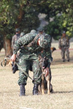 Savaş eğitim köpekleri