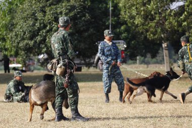 Savaş eğitim köpekleri
