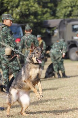 Savaş eğitim köpekleri