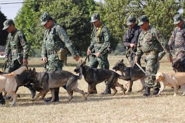 Savaş eğitim köpekleri