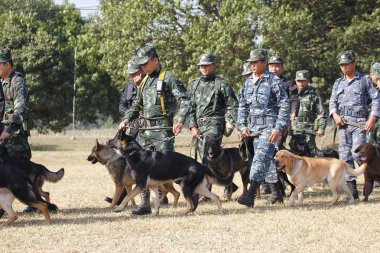 Savaş eğitim köpekleri