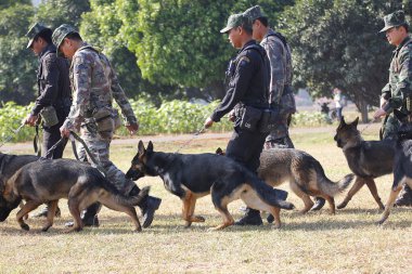 Savaş eğitim köpekleri