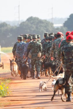 Savaş eğitim köpekleri