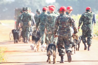 Savaş eğitim köpekleri